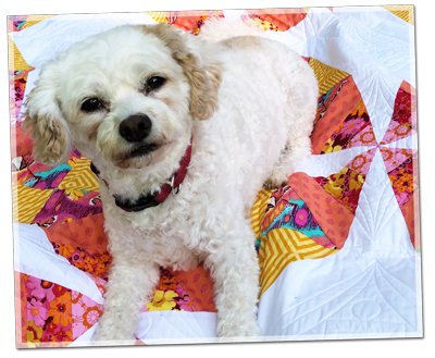 Cutest dog ever on quilt by Moonrise Quilting